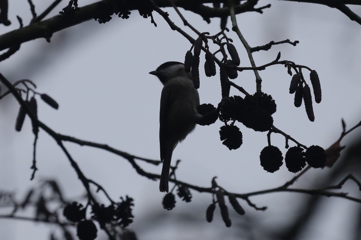 Carbonero Palustre - ML646842732