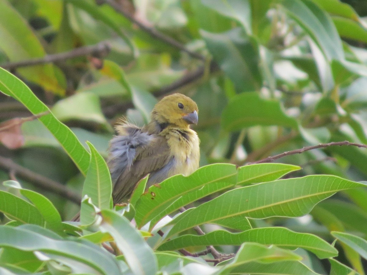 Variable Seedeater - ML646842733