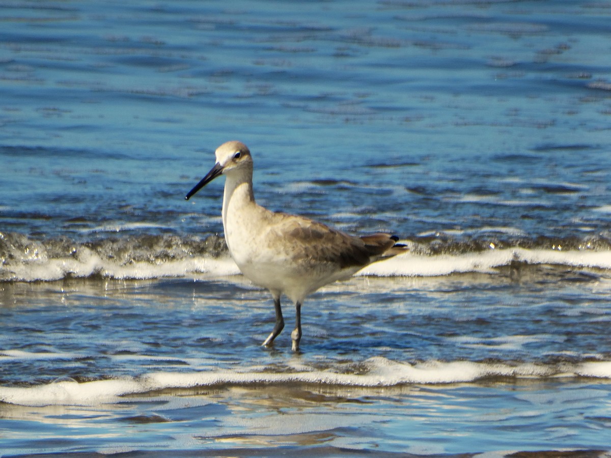 Playero Aliblanco - ML646842735