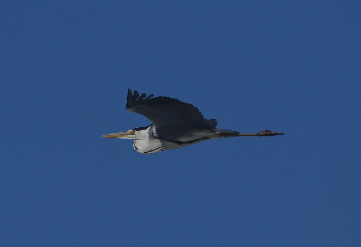 Gray Heron - ML646842737