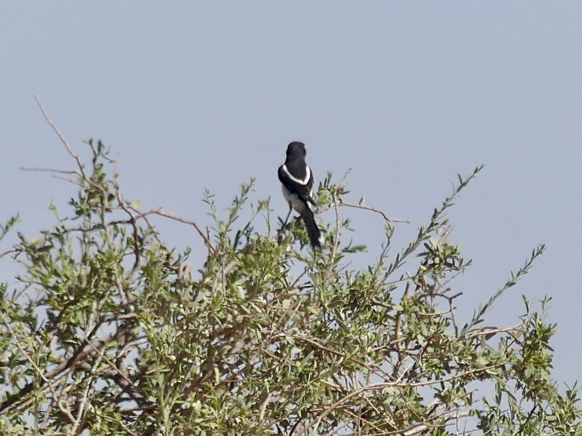 Fiskalwürger - ML646842738