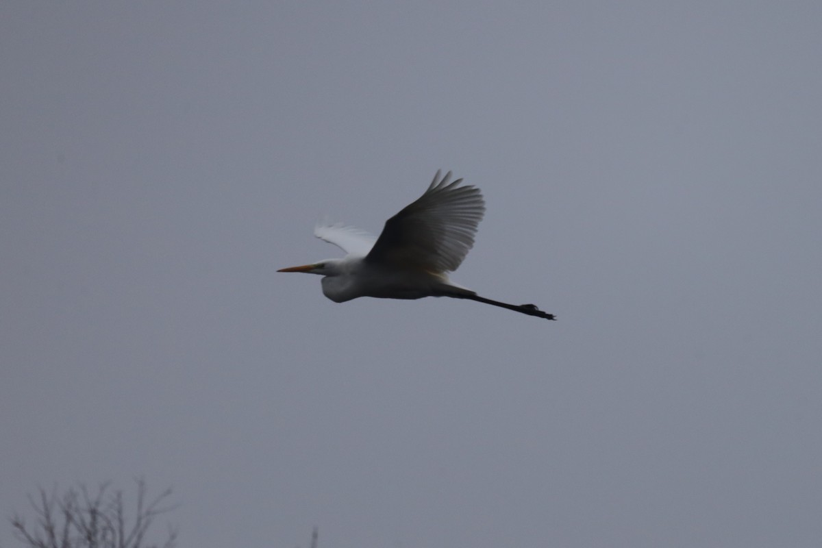 Koartza zuria - ML646842740