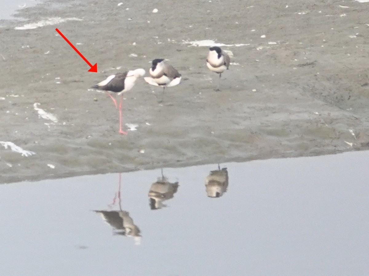 Black-winged Stilt - ML646842741