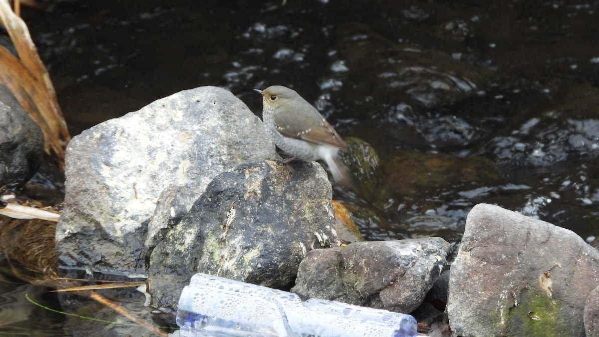 Plumbeous Redstart - ML646842742