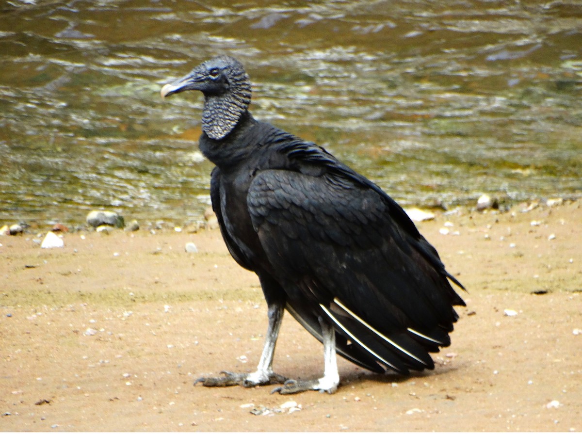 Zopilote Negro - ML646842743