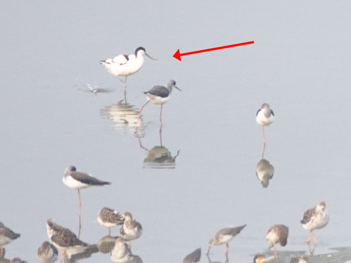 Pied Avocet - ML646842744