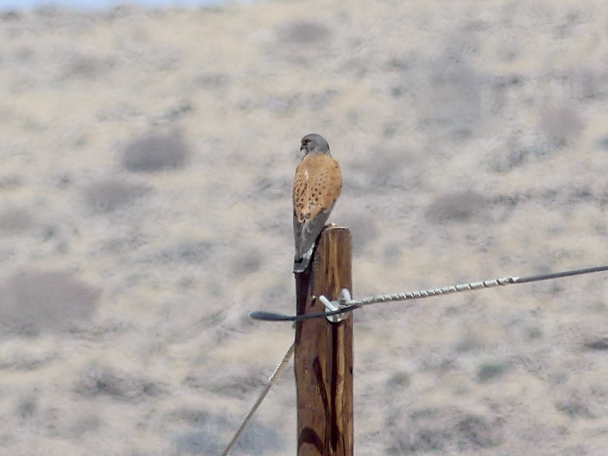 poštolka jihoafrická - ML646842745