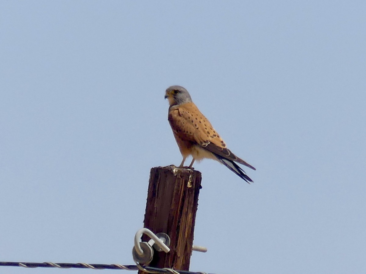 poštolka jihoafrická - ML646842746