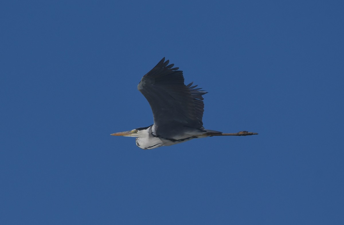 Gray Heron - ML646842747