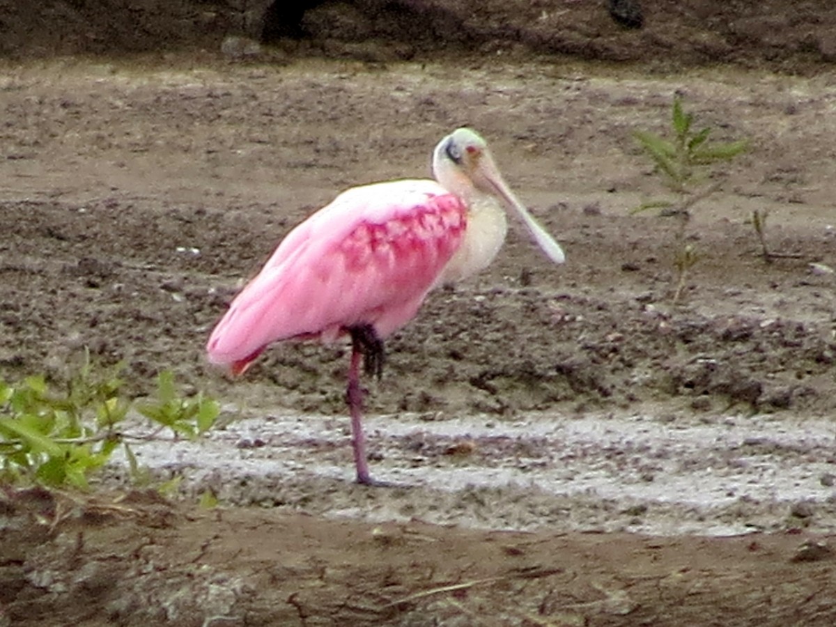 Roseate Spoonbill - ML646842748