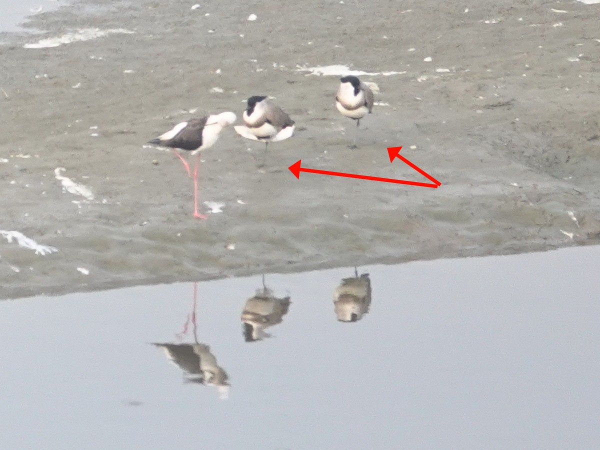 River Lapwing - ML646842751