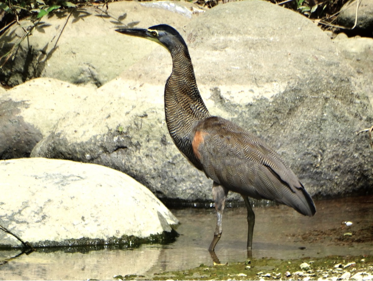 Avetigre Mexicana - ML646842752