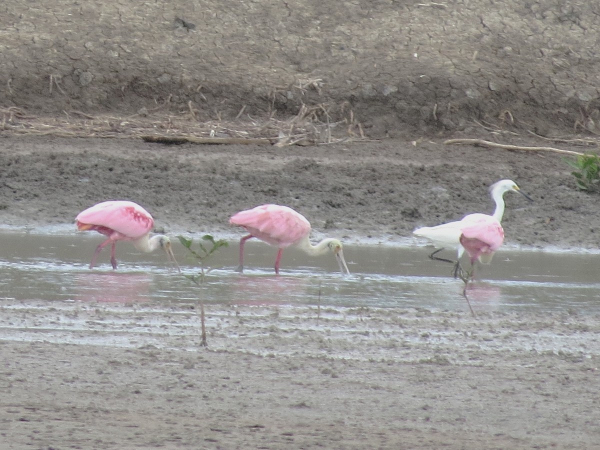 Roseate Spoonbill - ML646842755