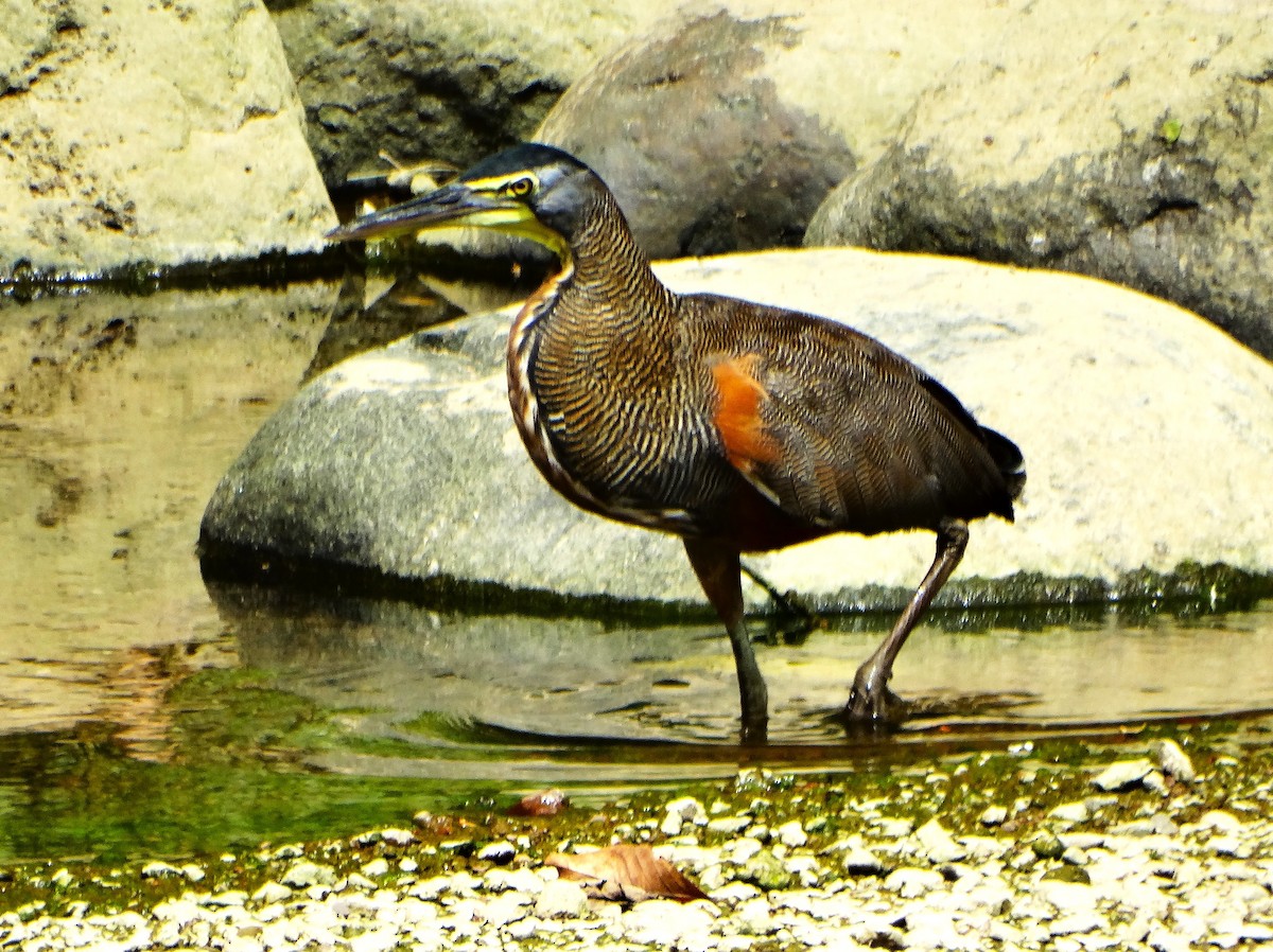 Avetigre Mexicana - ML646842757