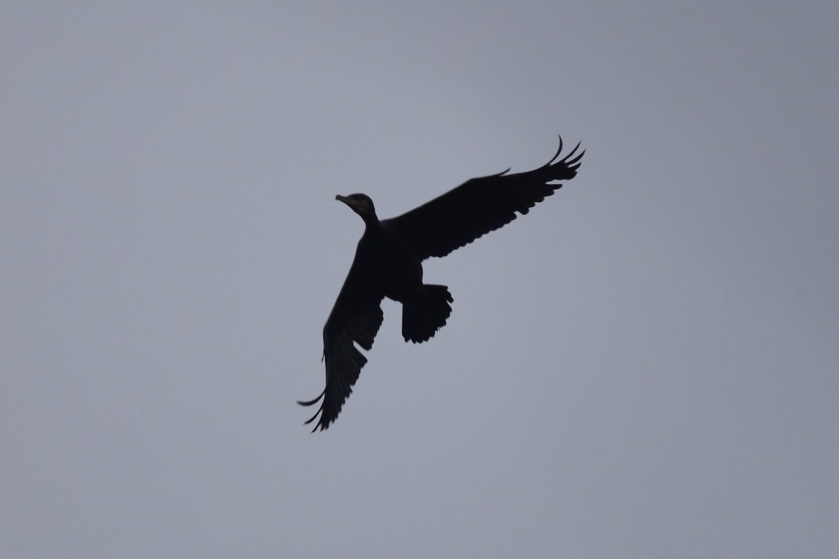 Cormorán Grande - ML646842758