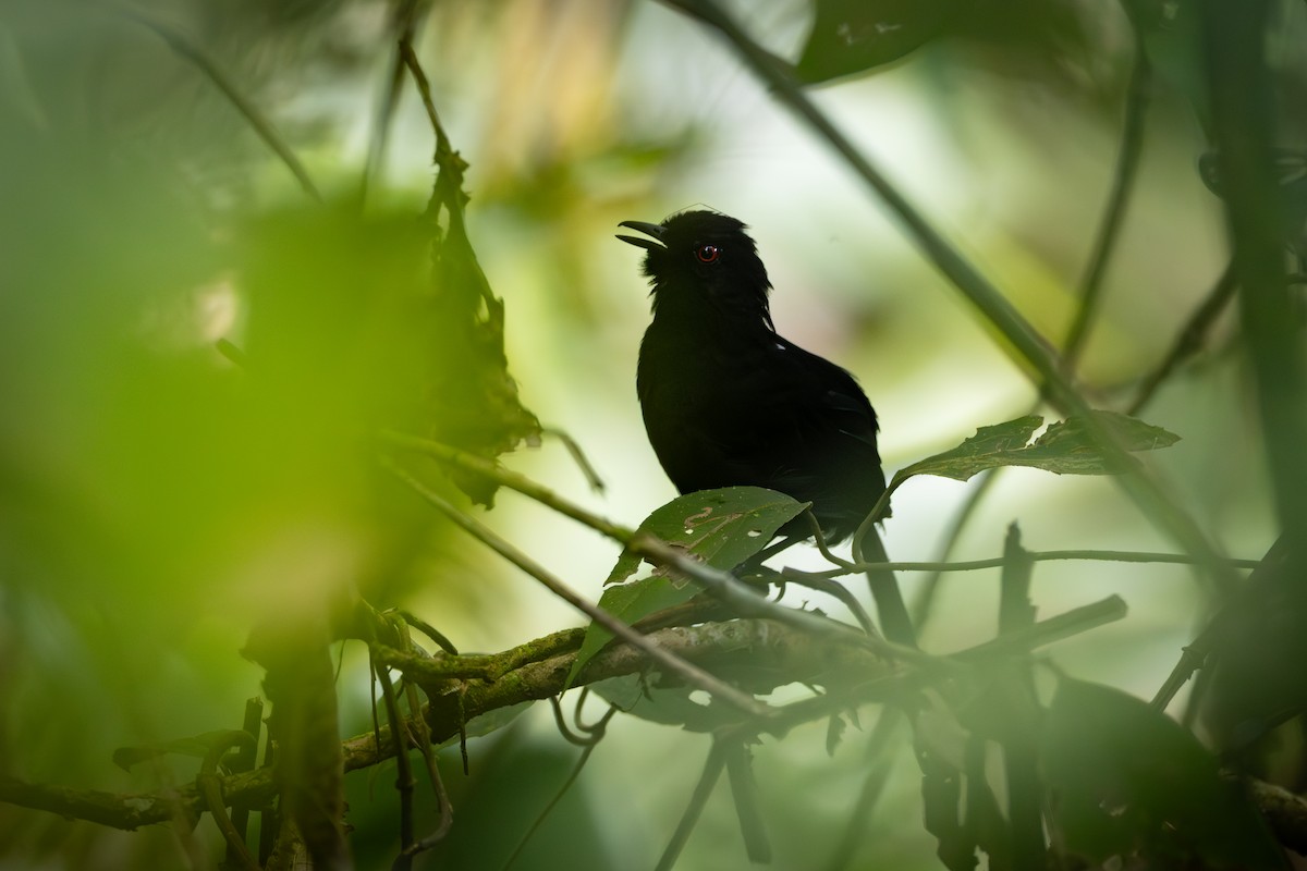 Western Fire-eye - ML646842759