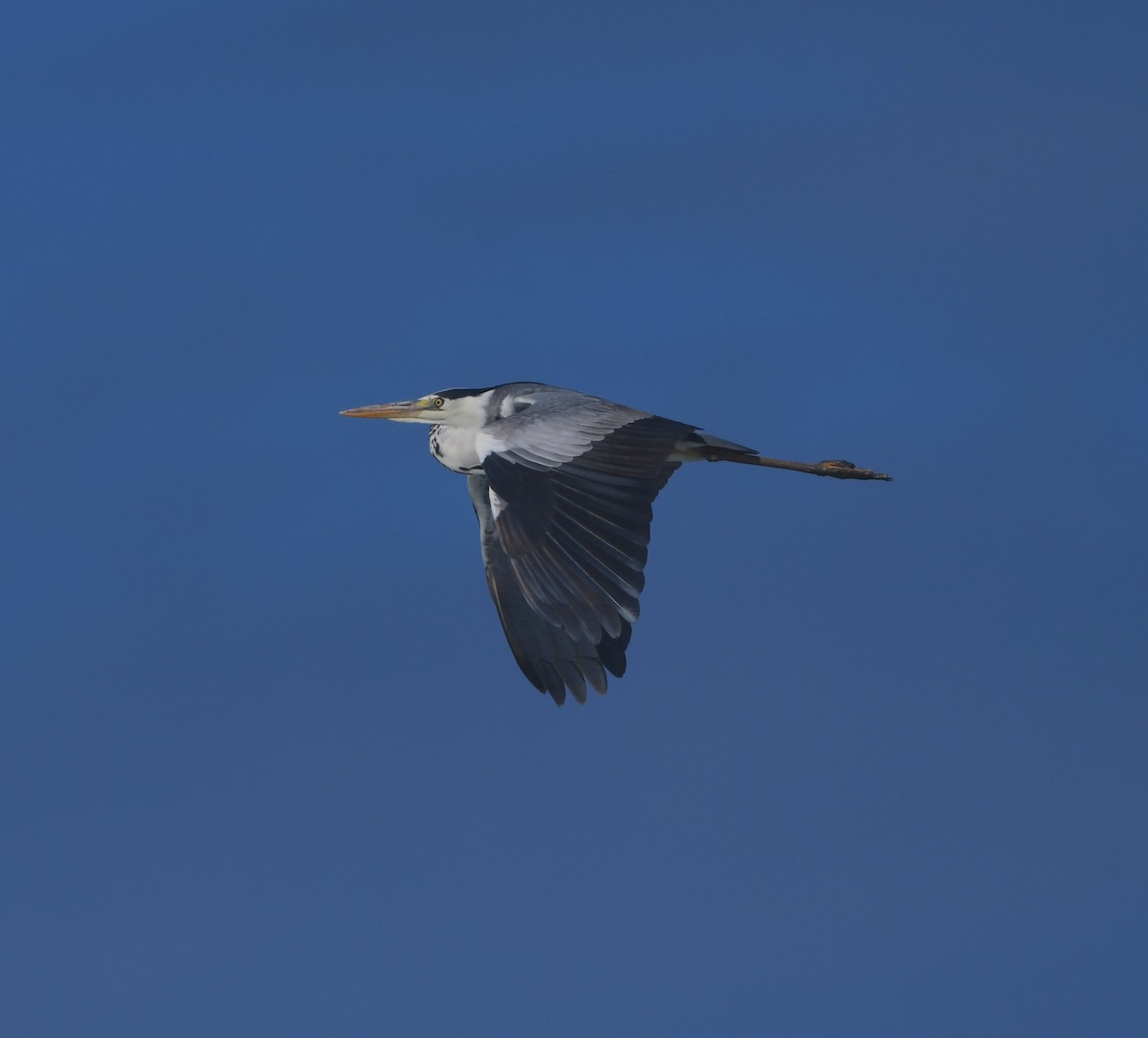 Gray Heron - ML646842760