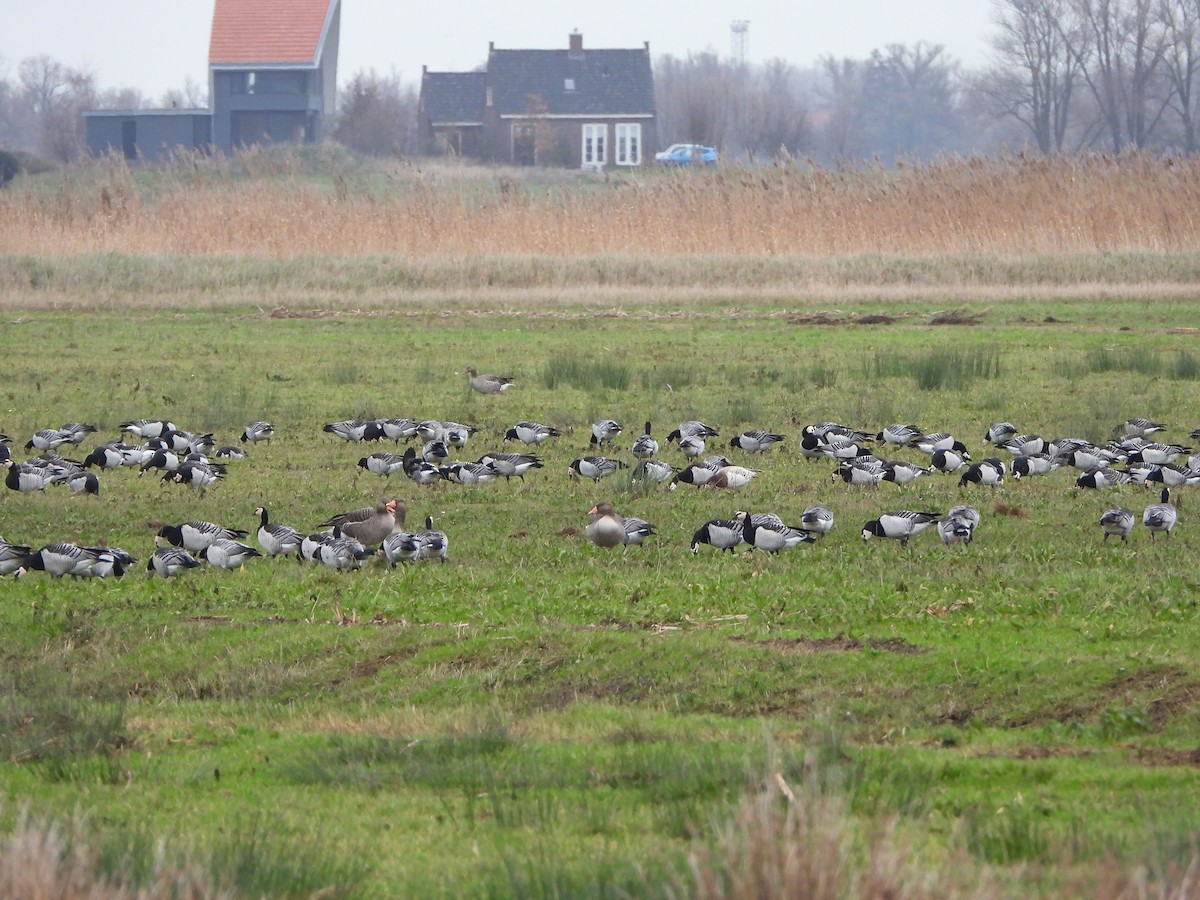 Белощёкая казарка - ML646842762