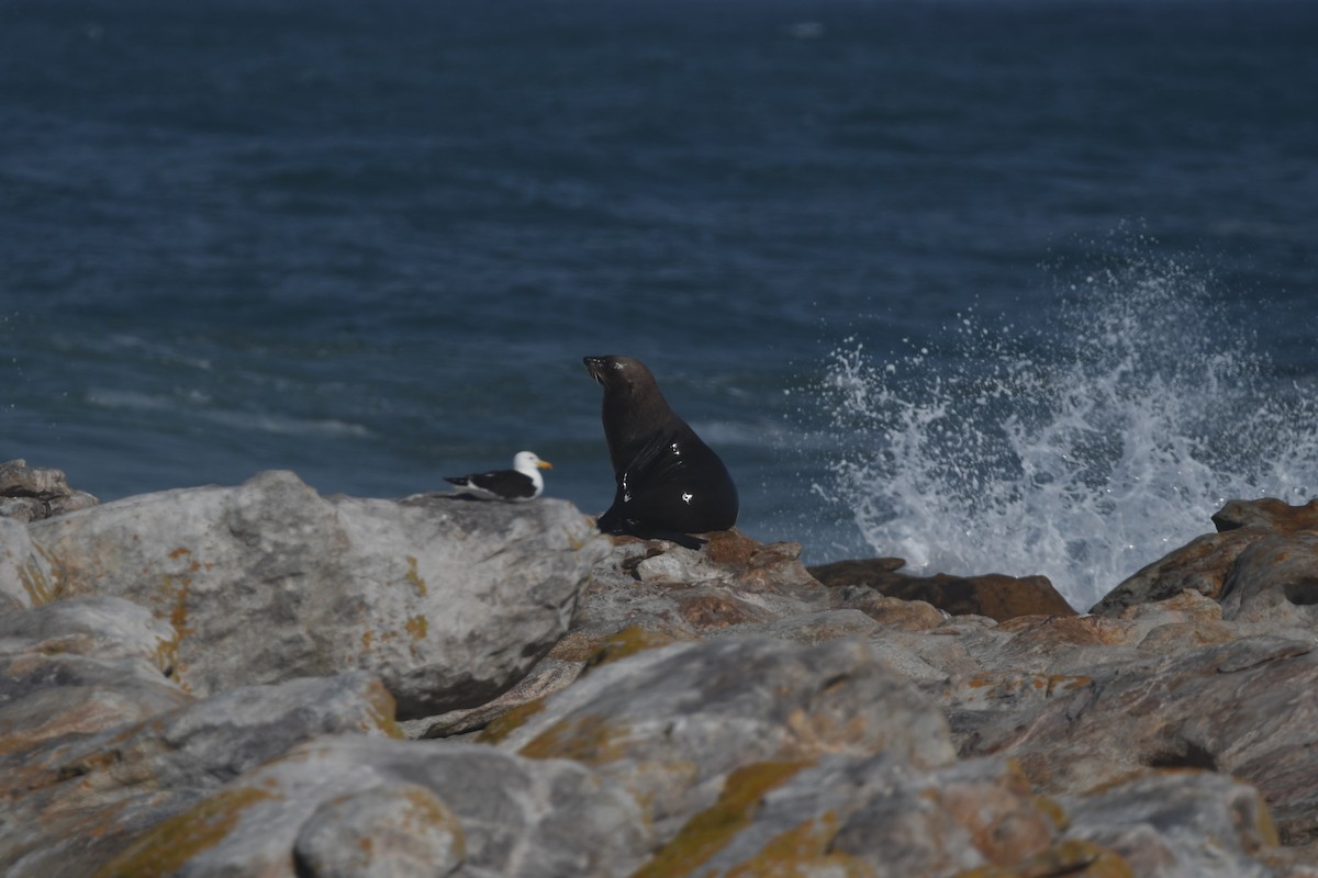 Cape Fur Seal - ML646842766