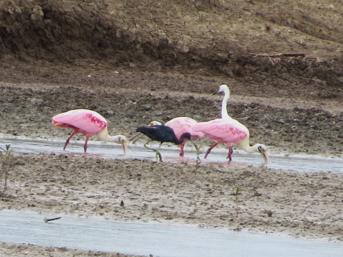 Little Blue Heron - ML646842767