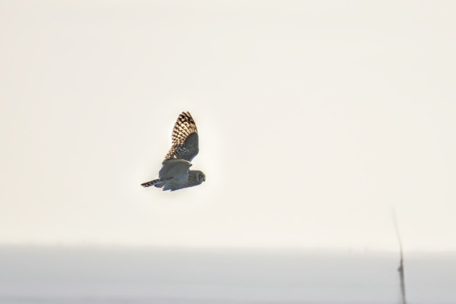 Short-eared Owl - ML646842768