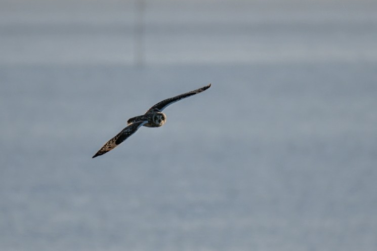 Short-eared Owl - ML646842769