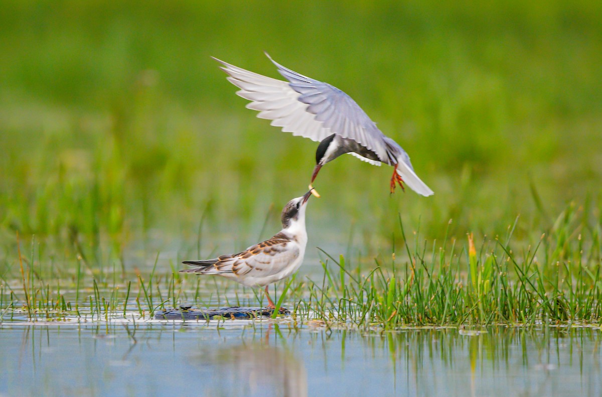 Guifette moustac - ML646842770