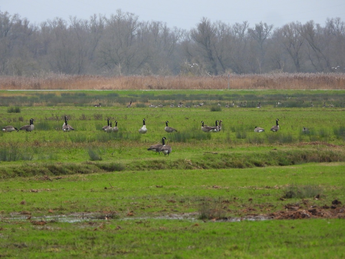 Канадская казарка - ML646842771