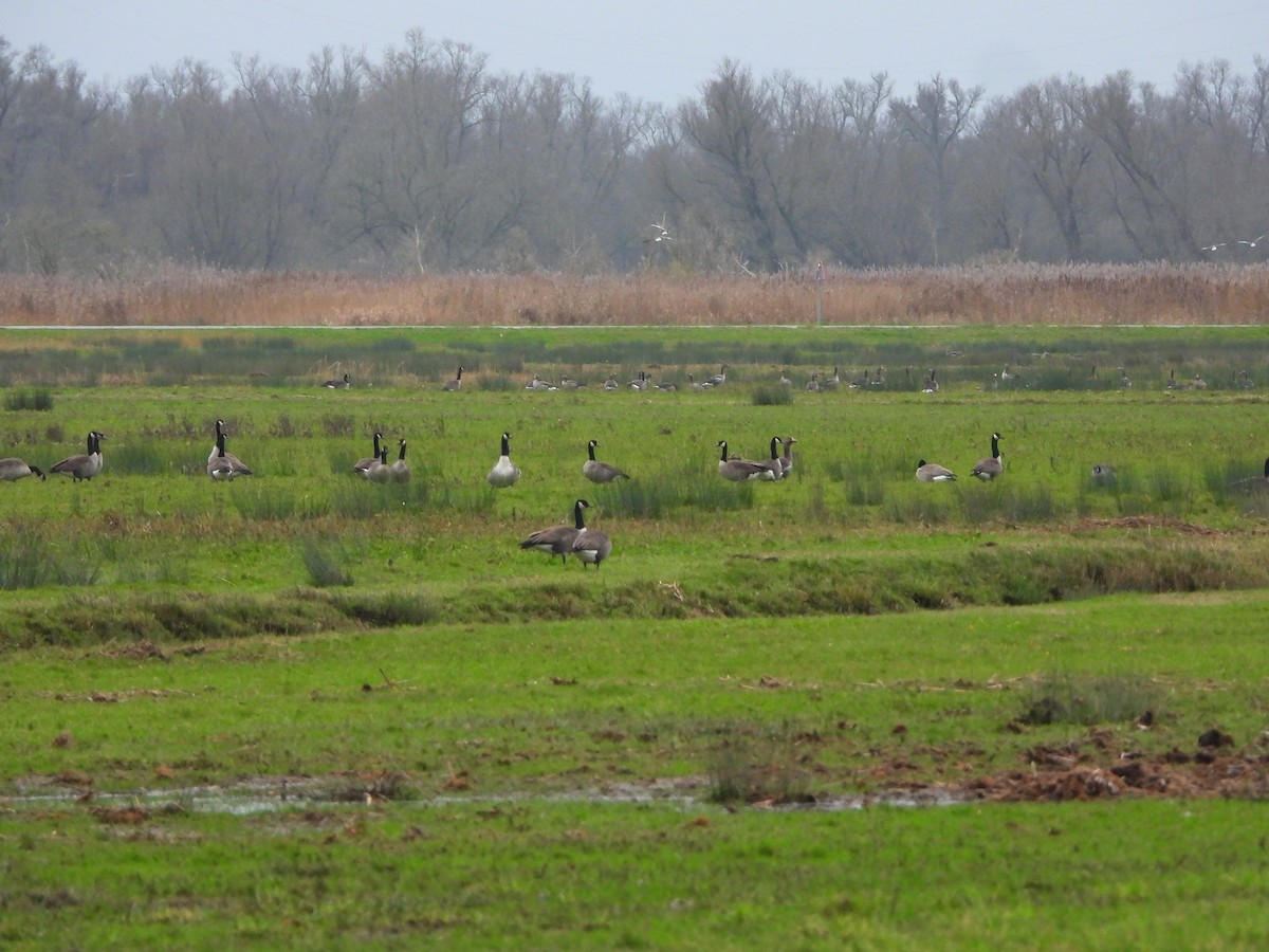 Канадская казарка - ML646842772