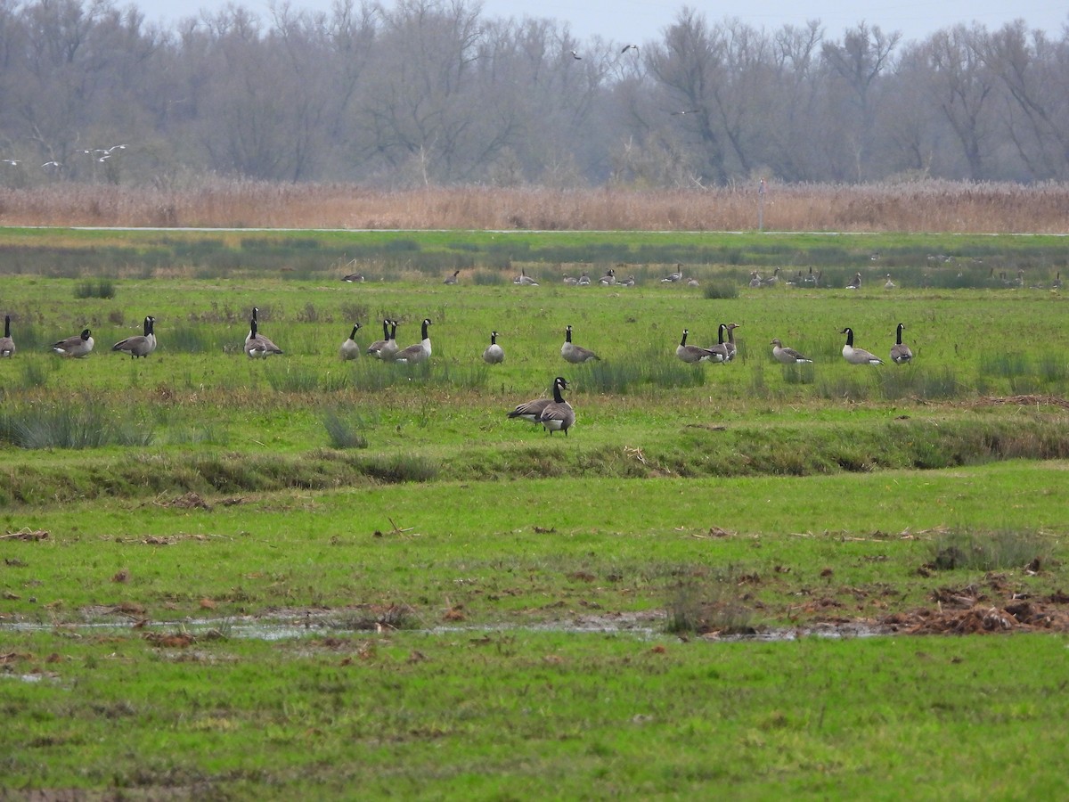 Канадская казарка - ML646842773