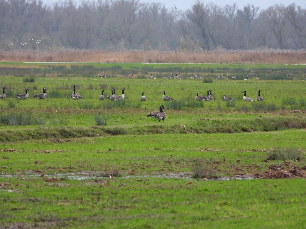 Канадская казарка - ML646842774