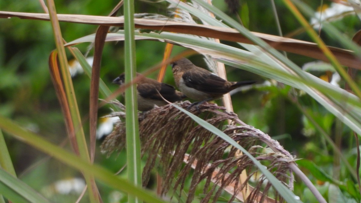 White-rumped Munia - ML646842775