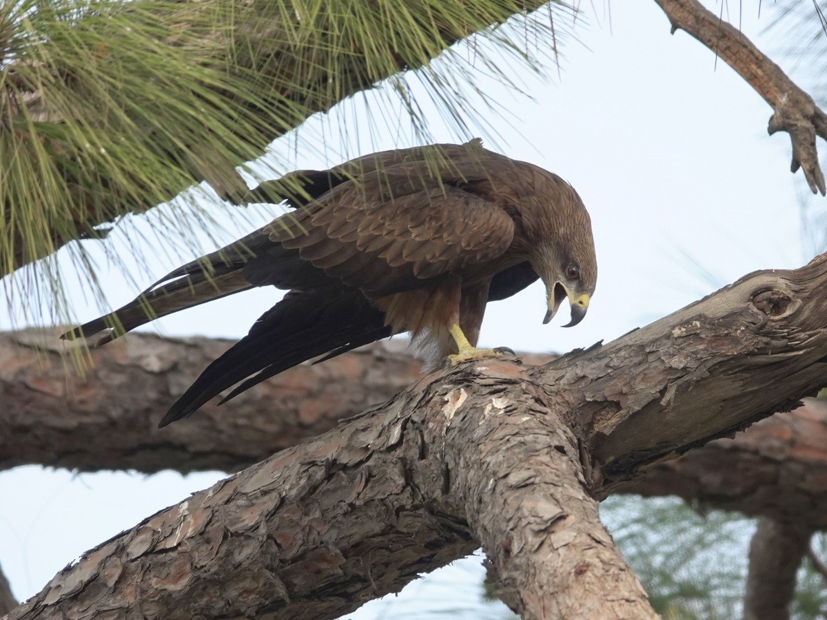 Black Kite - ML646842778
