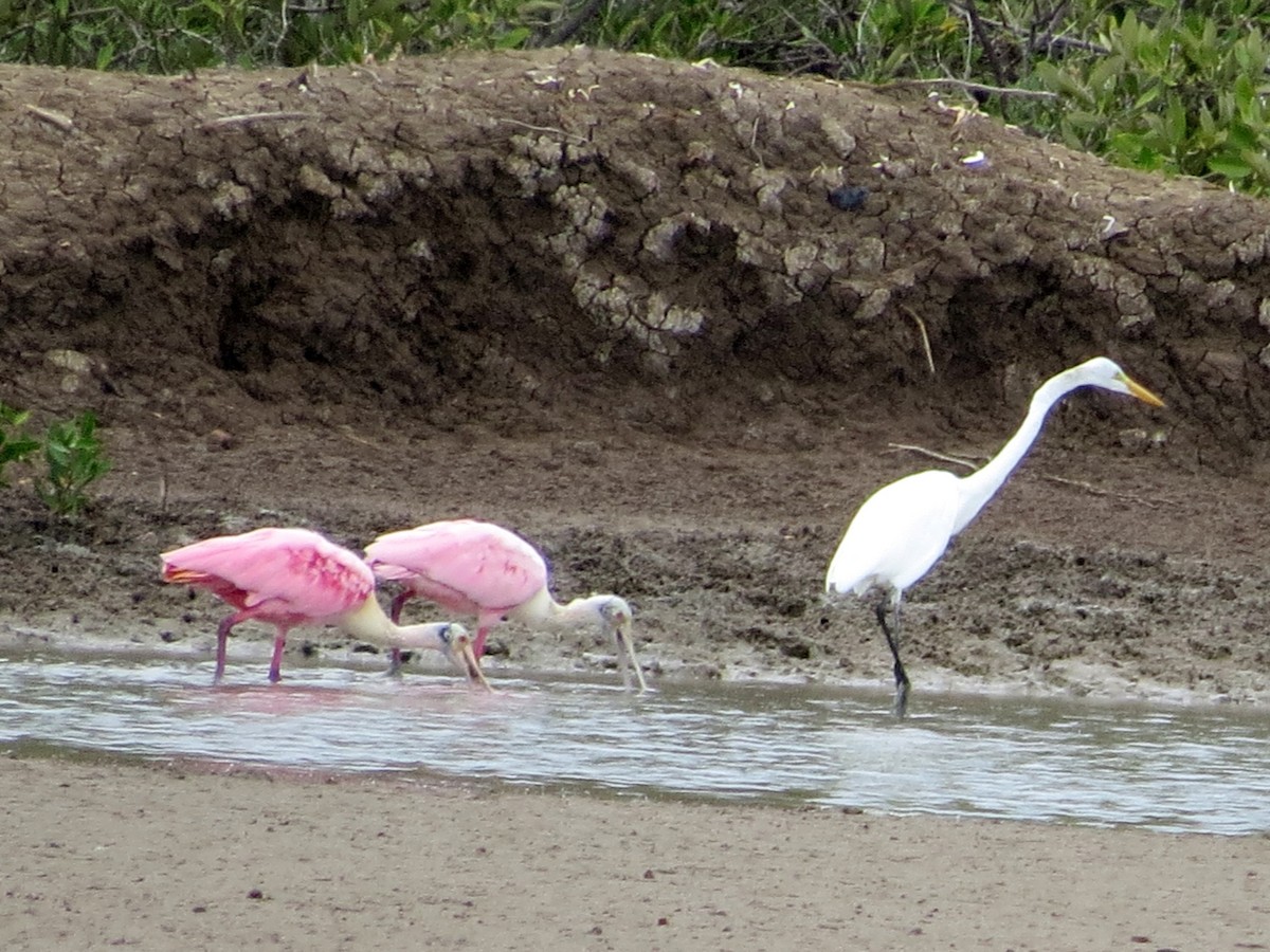 Great Egret - ML646842781