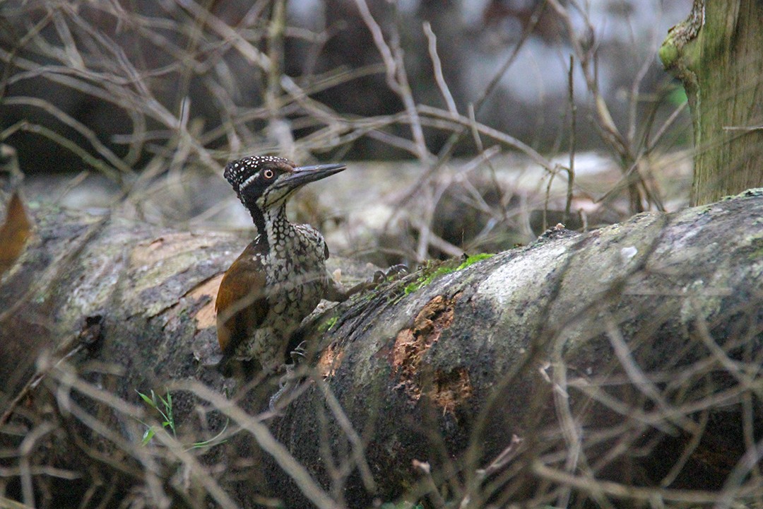 Malabarsultanspecht - ML646842782