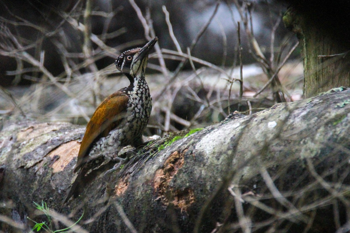 Malabarsultanspecht - ML646842783