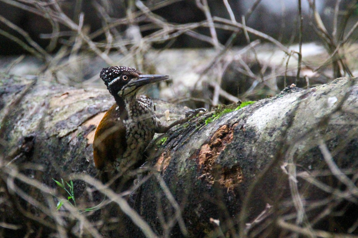 Malabarsultanspecht - ML646842784