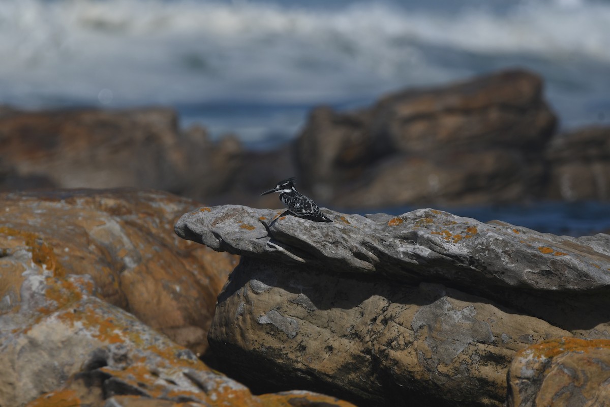 Pied Kingfisher - ML646842785