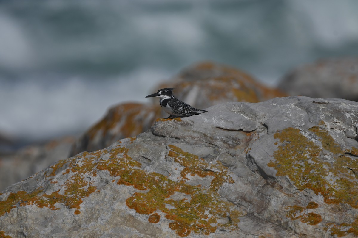 Pied Kingfisher - ML646842786