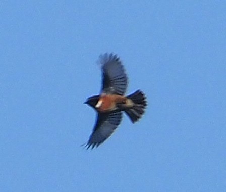 European Stonechat - ML646842793