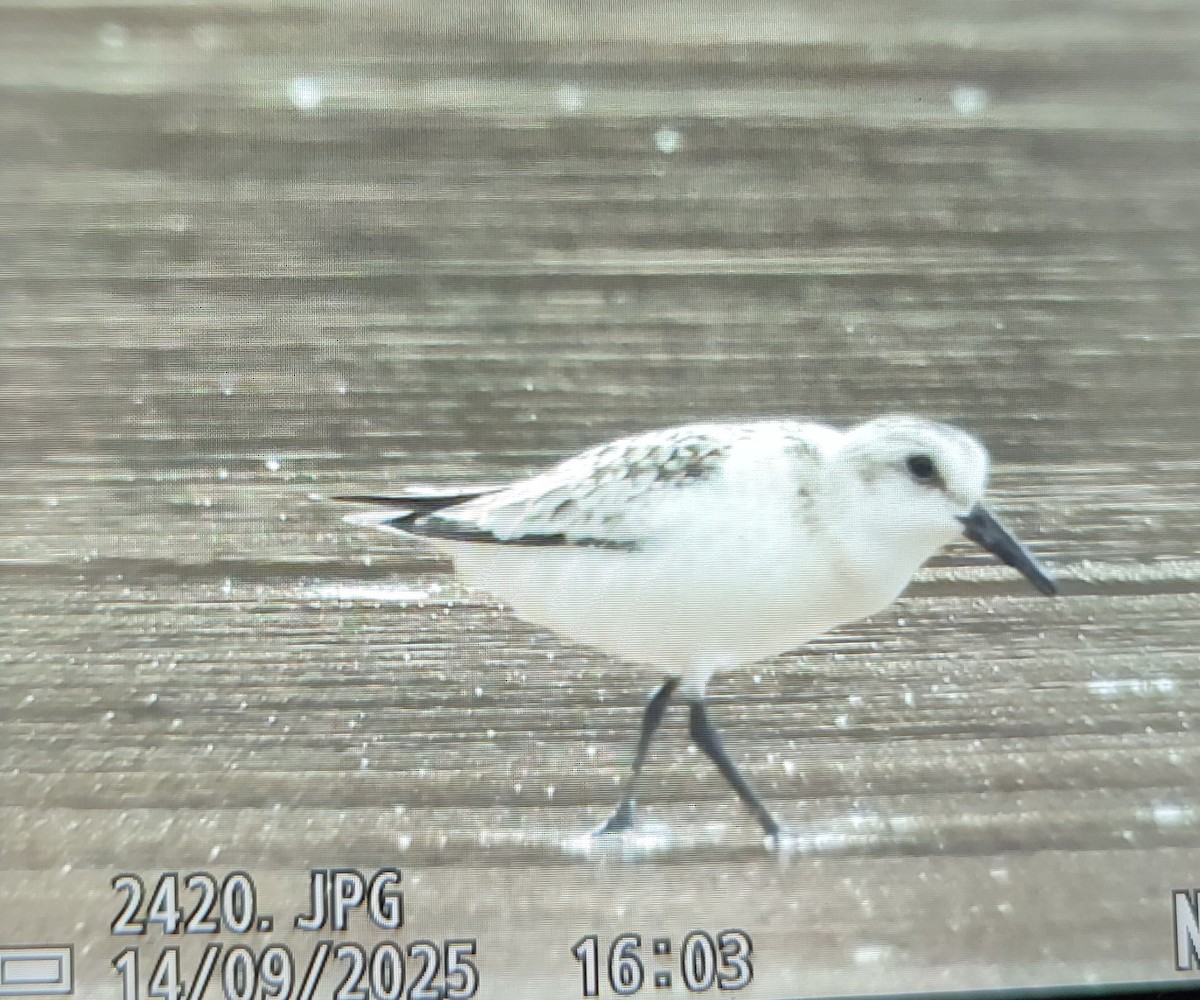 Sanderling - ML646842794