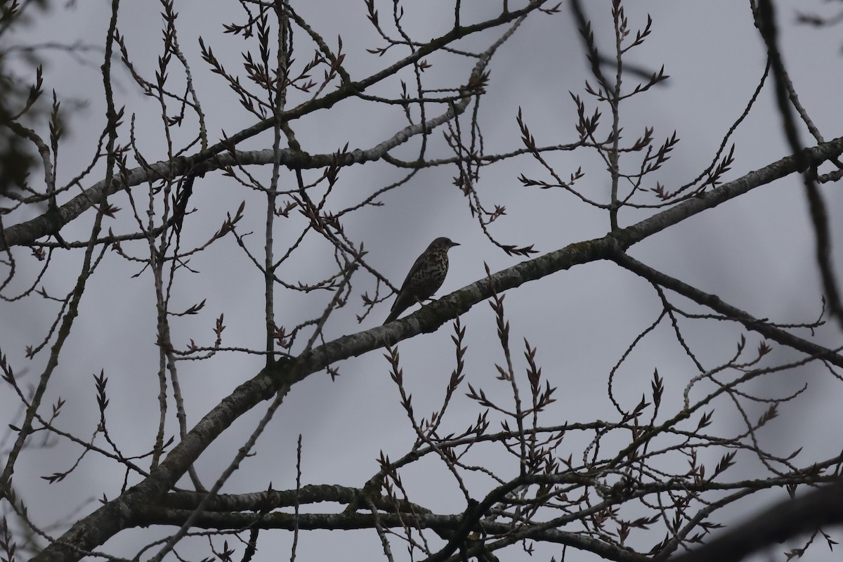 Zorzal Charlo - ML646842797