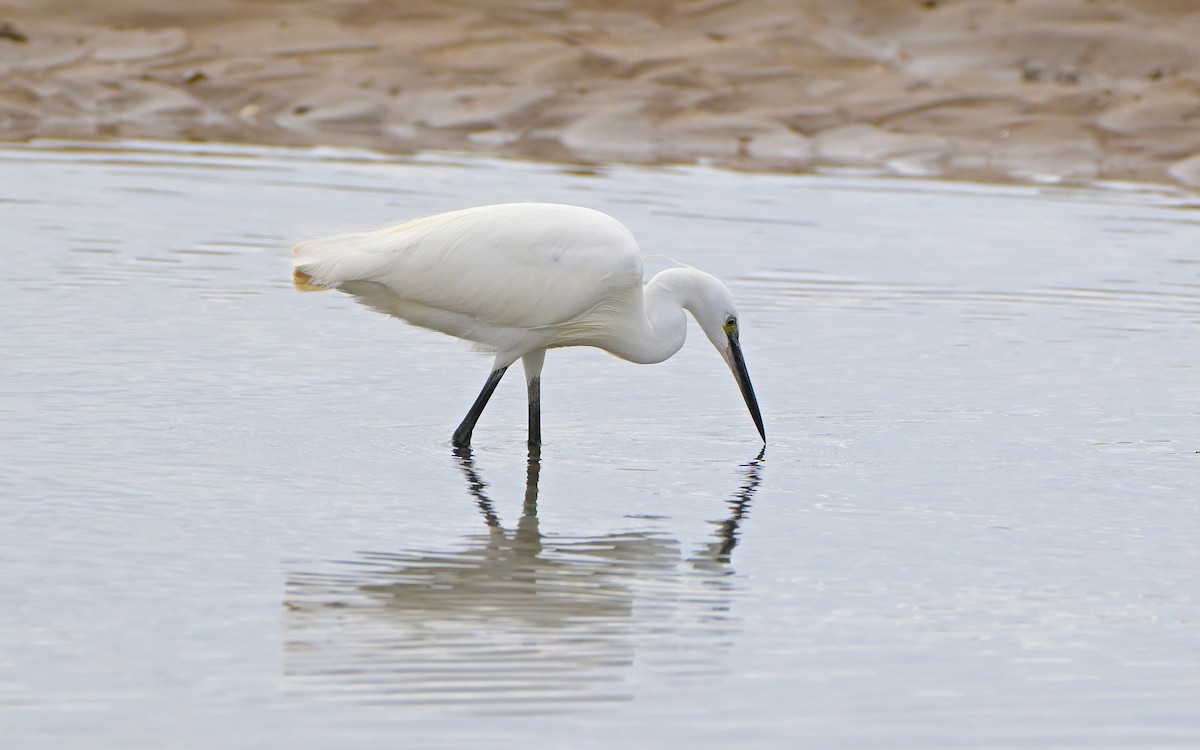 volavka stříbřitá - ML646842800