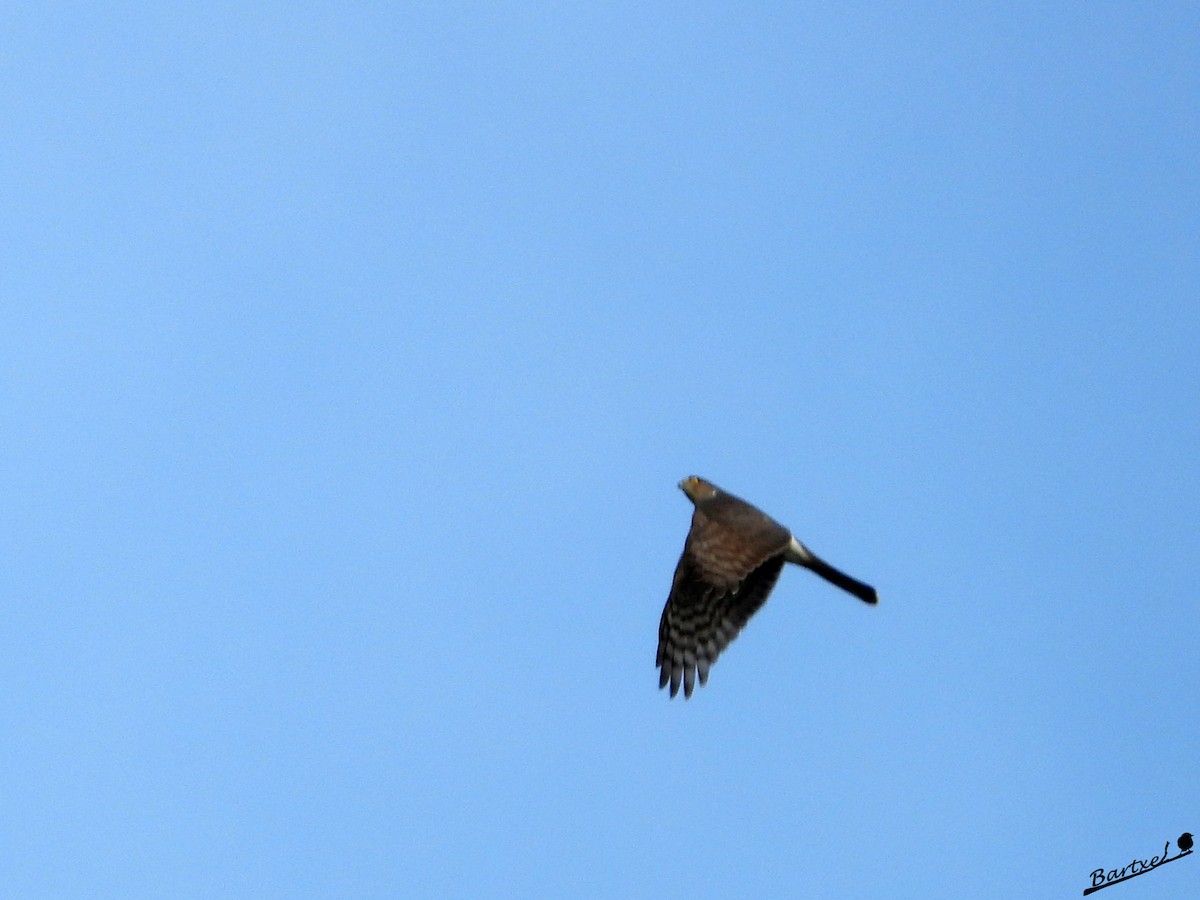Eurasian Sparrowhawk - ML646842801
