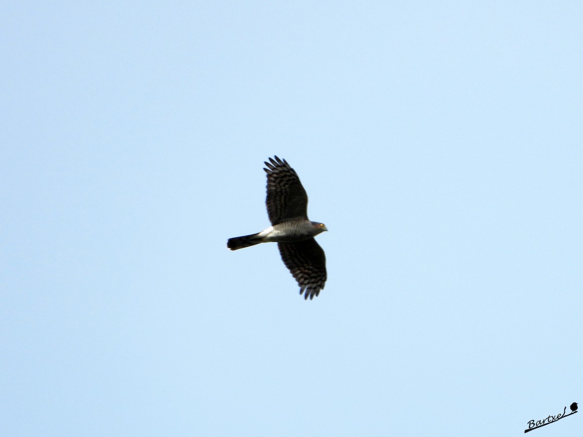 Eurasian Sparrowhawk - ML646842802