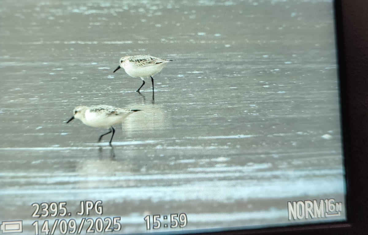 Sanderling - ML646842803