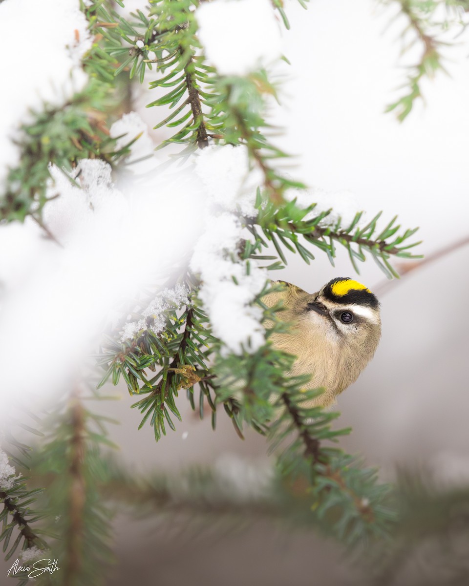 Roitelet à couronne dorée - ML646842804