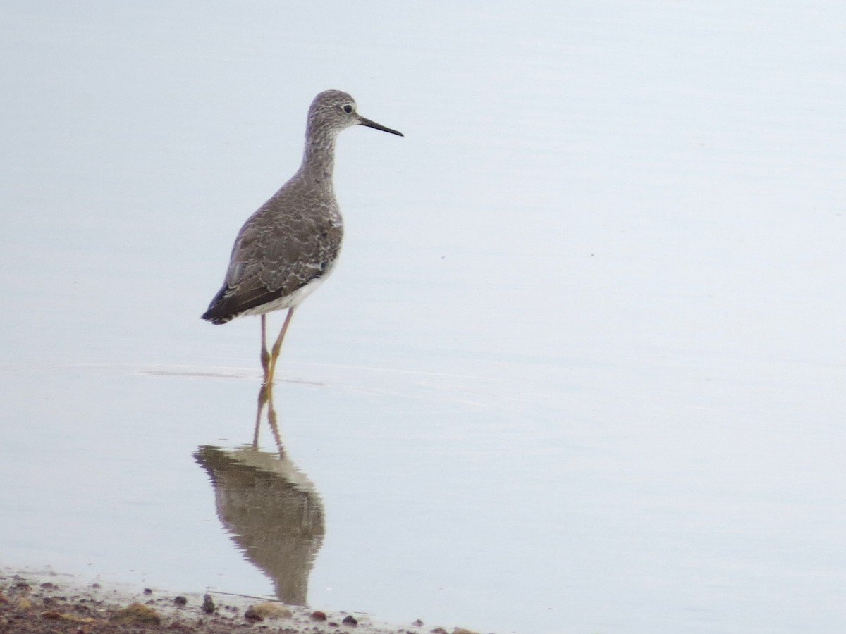 Lesser Yellowlegs - ML646842805