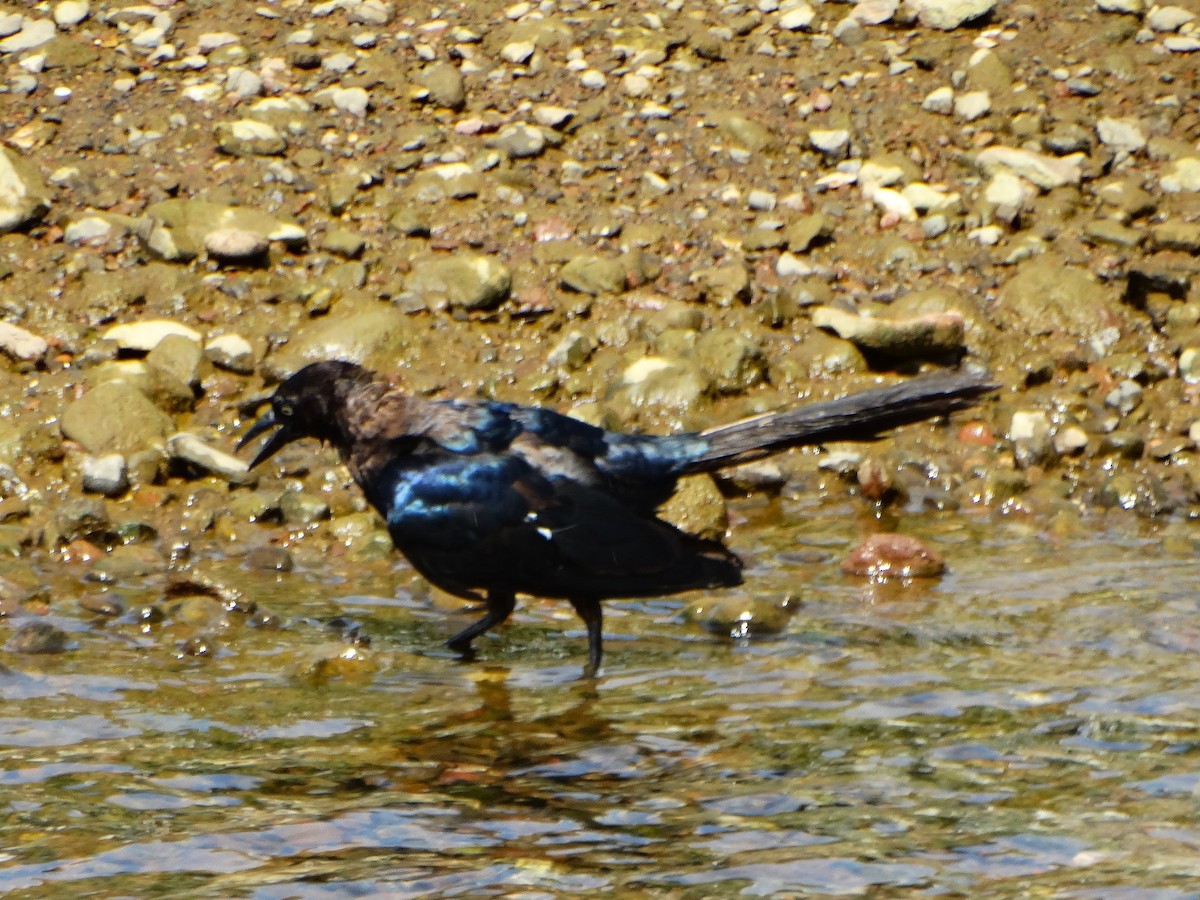 Zanate Mexicano - ML646842806