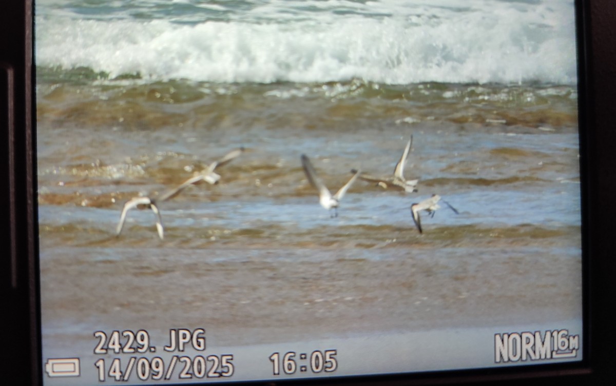 Sanderling - ML646842807